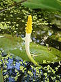 Orontium aquaticum close-up