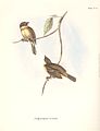 Polystictus pectoralis Gould, 1839