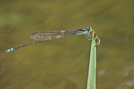 male