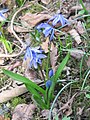 Scilla siberica