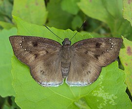 Dorsal view