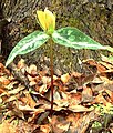 Yellow variant of Trillium decipiens from Jackson Co. FL, Mar. 2003.