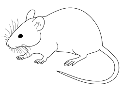 Line drawing of a laboratory mouse