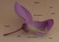 A flower of Wisteria sinensis, Faboideae. Two petals have been removed to show stamens and pistil