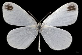 Dorsal side