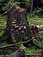 Image 11Fungus Climacocystis borealis on a tree stump in the Białowieża Forest, one of the last largely intact primeval forests in Central Europe (from Old-growth forest)