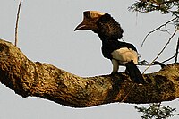 Like all Bycanistes, the black-and-white-casqued hornbill has pied plumage and a dull beak. It is found in wooded habitats in Africa.