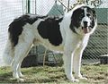 Bucovina Shepherd Dog