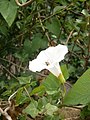 Calystegia sepium