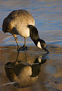 Canada goose reflection 03