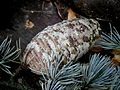 Cedrus libani 'Glauca' female cone