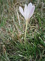 Colchicum alpinum