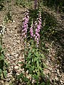 Digitalis purpurea non native