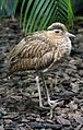 Double-striped Thick-knee