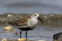 A Dunlin foraging at the East Point Lighthouse on the Delaware Bay.