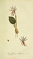 Illustration of Calypso bulbosa as Cypripedium bulbosum by Johann Jacob Roemer in Flora Europaea inchoata (1797)
