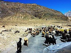 Moving a herd on a road in Ladakh