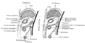 Diagrams to illustrate the development of the greater omentum and transverse mesocolon.