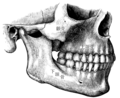 牙齿和下巴的侧视图。