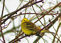 Yellowhammer