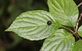 Leaf with fruits