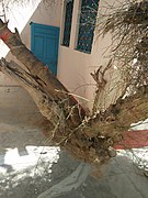 Kera tree split in two as per legend by Chimta of Lord Shiva, where-in earth opened to take Lion riding Suswani Mata into herself.