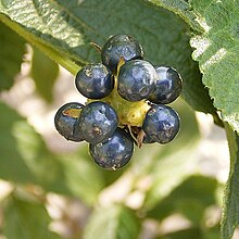 Mature fruits of Lantana camara