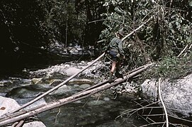 Log bridge over a river in Papua New Guinea