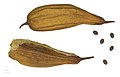 Luffa aegyptiaca, fruit and seeds - MHNT