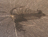 A Marella fossil.