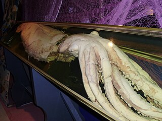 Another CEPESMA specimen exhibited at Aula del Mar in September 2009; at the time it had the world's largest collection of giant squid on public display