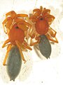 Nops guanabacoae female (right) and male (left), dorsal view.