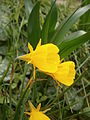 Narcissus bulbocodium