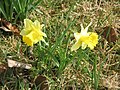 Narcissus pseudonarcissus subsp. pseudonarcissus