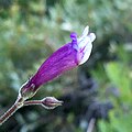 Flower of Penstemon personatus