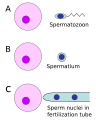 Different types of sperm cells
