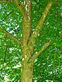 Tilia insularis