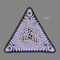 Fossil diatom frustule from 32 to 40 mya