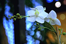 An elegant flower image I found in Commons; credit to the photographer.