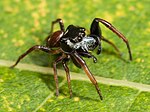 A small spider with an enlarged black head and a small brown body.