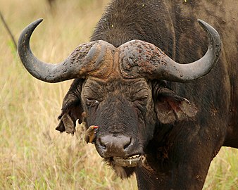 African buffalo Syncerus caffer ♂ Soth Africa