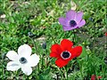 Growing wild near Megiddo, israel