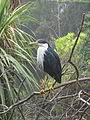 Random bird from the Adelaide Zoo