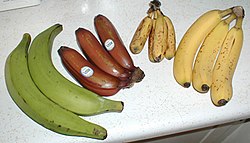 Photo of four several large green, smaller red, very small yellow, and medium-sized yellow bananas