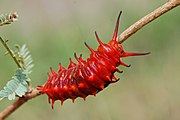 Red pipevine swallowtail larva