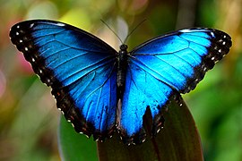 眼蝶亚科的黑框蓝闪蝶 Morpho peleides