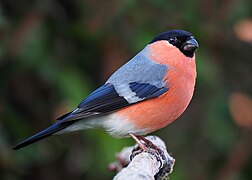 Bullfinch male