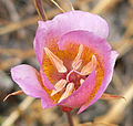 Calochortus plummerae