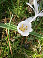 Colchicum hungaricum