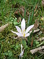 Colchicum hungaricum